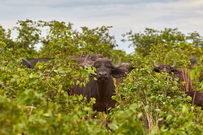Herd of cape buffalo in kruger