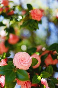 Close-up of pink roses