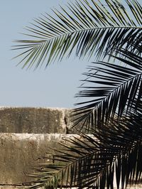 Close-up of palm tree against sky