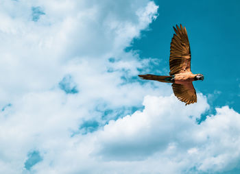 Low angle view of eagle flying in sky