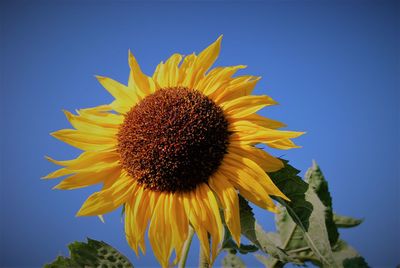 Low angle view of sunflower against clear sky