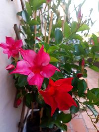 Close-up of pink flowers blooming outdoors