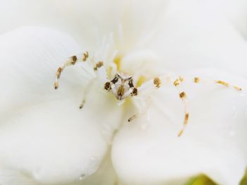 Close-up of insect on white flowering plant