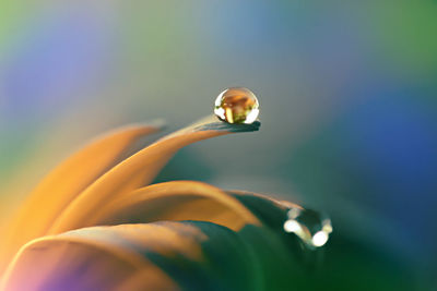 Dewdrops on flowers