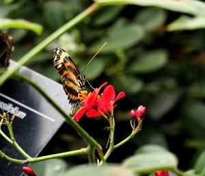 Close-up of butterfly pollinating on flower