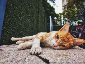 Close-up of a cat resting