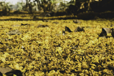 View of sheep on field