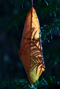 Close-up of leaf on tree