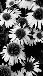 Close-up of flowers blooming outdoors