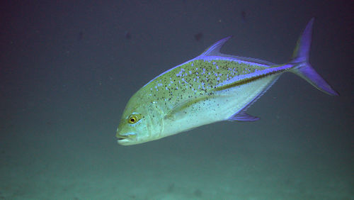 Close-up of fish swimming in aquarium