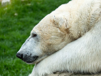 Close-up of an animal