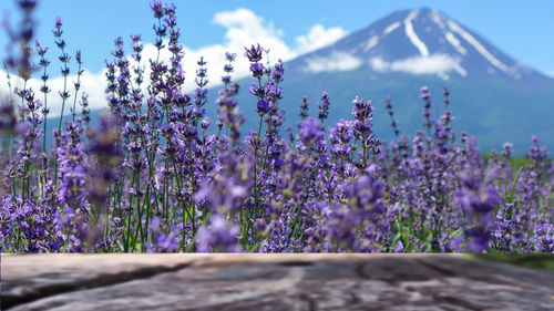 Close-up of purple flowering plants on field