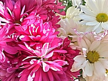 Close-up of pink flower