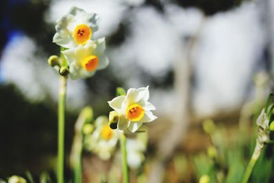 Close-up of daffodils blooming outdoors