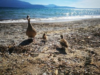 View of birds on beach