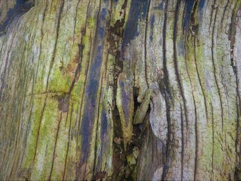 Full frame shot of tree trunk