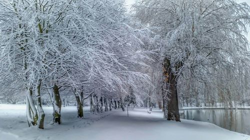 Bare trees on snow covered landscape