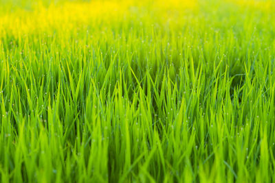 Full frame shot of crops growing on field