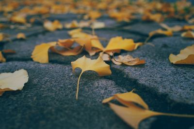 Close-up of autumn leaves