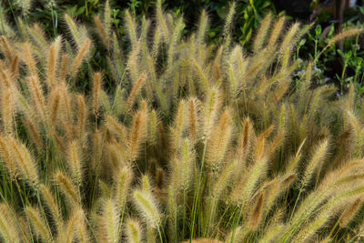 Close-up of crop growing on field