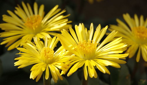 Close-up of yellow chrysanthemum blooming outdoors