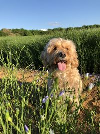 Portrait of a dog on field