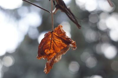 Close-up of dry leaf during autumn
