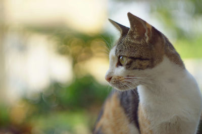 Close-up of a cat looking away