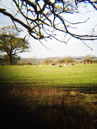 Cows grazing on grassy field