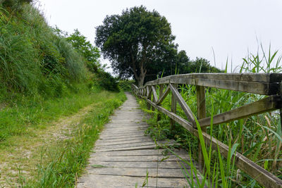 Footpath amidst trees against sky