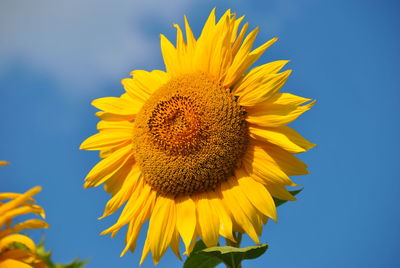 Close-up of sunflower against clear blue sky