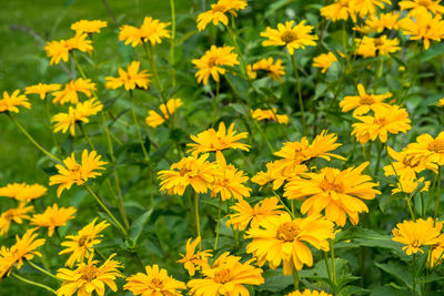 Close-up of yellow flowers blooming on field