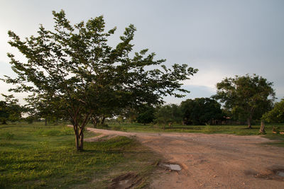 Trees on field by road against sky