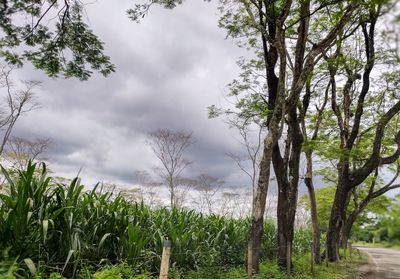 Panoramic shot of trees on field against sky