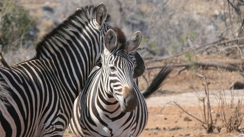 View of two zebras on field