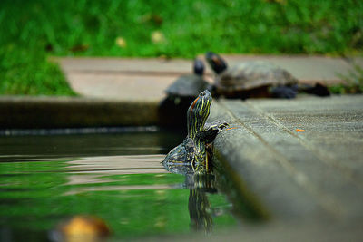 Insect on a lake