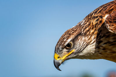 Close-up of eagle against clear sky