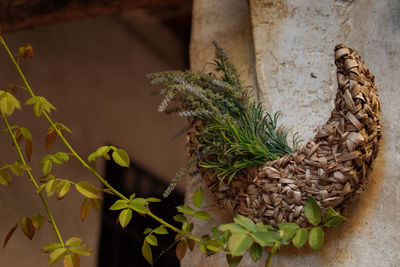 Close-up of fresh potted plant