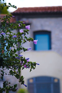 Close-up of purple flowering plant against building