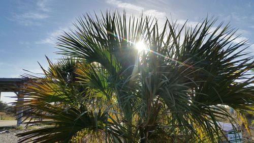 Low angle view of sunlight streaming through palm tree