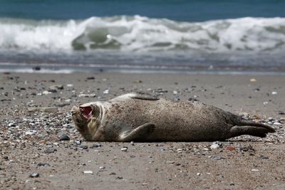 Seal resting at beach
