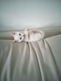 White cat resting on bed