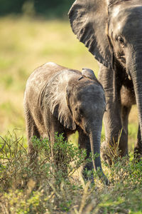 Baby African