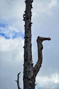 Low angle view of lizard on tree against sky