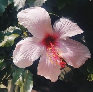 Close-up of pink hibiscus flower