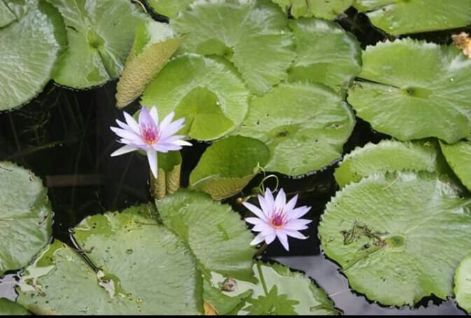 Flowers in the water