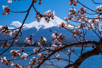 Low angle view of cherry blossoms against sky