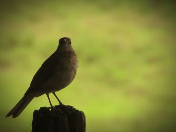 Close-up of bird perching on green leaf