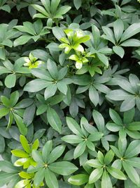 High angle view of flowering plants