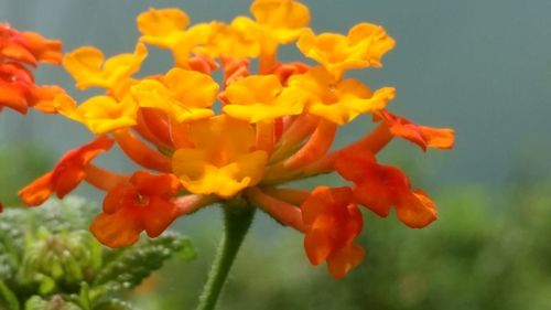 Close-up of orange flowers blooming outdoors